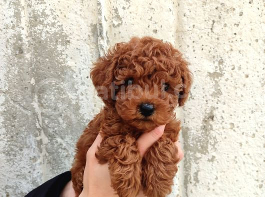 Kilo Ve Boy Garantili Poodle Yavrularım görsel