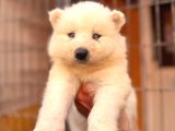Ödüllü Babadan Ayı Yavrusu Samoyed A Kalite