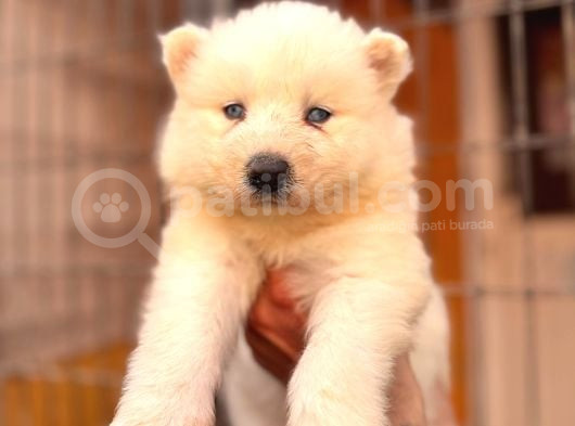Ödüllü Babadan Ayı Yavrusu Samoyed A Kalite görsel