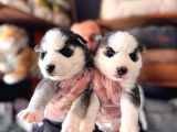 Muhteşem maskeli masmavi gözleriyle husky Sibirya kurdu yavr