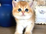 A kalite BRİTİSH SHORTHAİR GOLDEN  yavrular