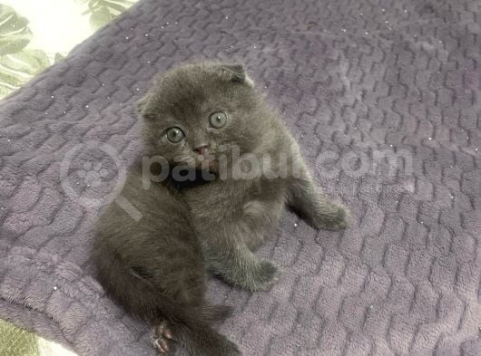Mükemmel Kali̇tede Scotti̇sh Fold Bebekler görsel