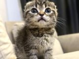 Sevgi Dolu Scottish Fold Yavrusu Yeni Ailesini Arıyor
