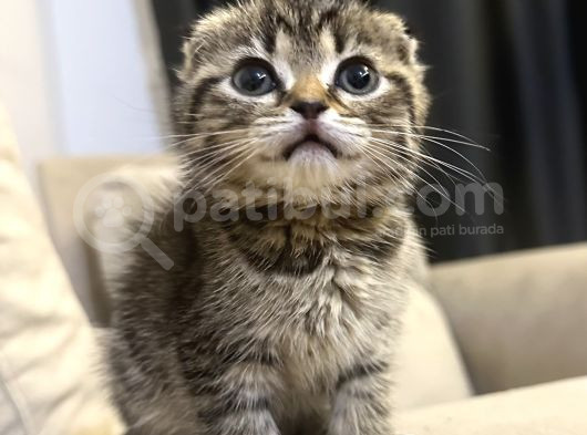 Sevgi Dolu Scottish Fold Yavrusu Yeni Ailesini Arıyor görsel