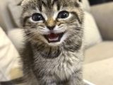Sevgi Dolu Scottish Fold Yavrusu Yeni Ailesini Arıyor