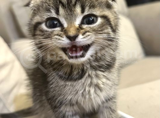 Sevgi Dolu Scottish Fold Yavrusu Yeni Ailesini Arıyor görsel