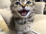 Sevgi Dolu Scottish Fold Yavrusu Yeni Ailesini Arıyor