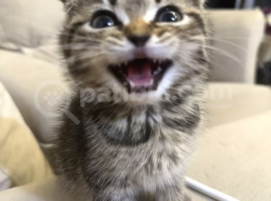 Sevgi Dolu Scottish Fold Yavrusu Yeni Ailesini Arıyor görsel