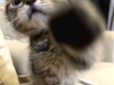 Sevgi Dolu Scottish Fold Yavrusu Yeni Ailesini Arıyor