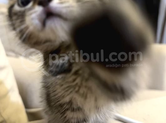 Sevgi Dolu Scottish Fold Yavrusu Yeni Ailesini Arıyor görsel