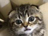 Sevgi Dolu Scottish Fold Yavrusu Yeni Ailesini Arıyor