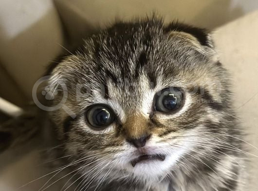 Sevgi Dolu Scottish Fold Yavrusu Yeni Ailesini Arıyor görsel