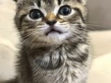Sevgi Dolu Scottish Fold Yavrusu Yeni Ailesini Arıyor