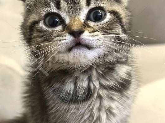 Sevgi Dolu Scottish Fold Yavrusu Yeni Ailesini Arıyor görsel