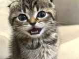 Sevgi Dolu Scottish Fold Yavrusu Yeni Ailesini Arıyor