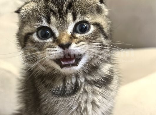 Sevgi Dolu Scottish Fold Yavrusu Yeni Ailesini Arıyor görsel