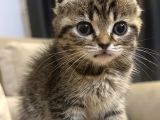 Sevgi Dolu Scottish Fold Yavrusu Yeni Ailesini Arıyor