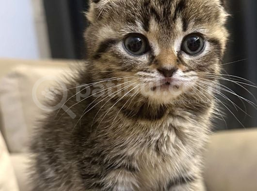 Sevgi Dolu Scottish Fold Yavrusu Yeni Ailesini Arıyor