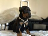 Çivi Gibi Doberman Yavrular