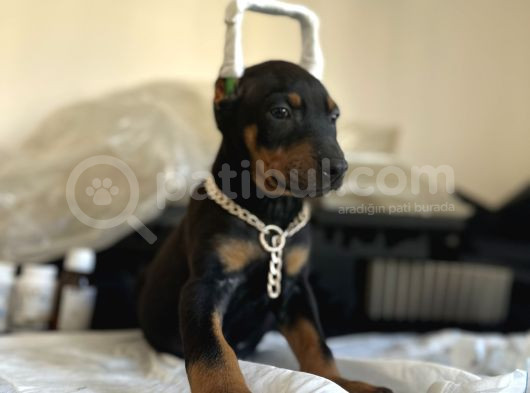 Çivi Gibi Doberman Yavrular görsel
