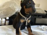 Çivi gibi doberman yavrular