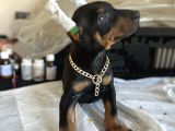 Çivi Gibi Doberman Yavrular
