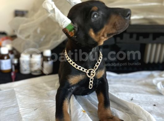 Çivi Gibi Doberman Yavrular görsel