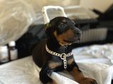 Çivi Gibi Doberman Yavrular