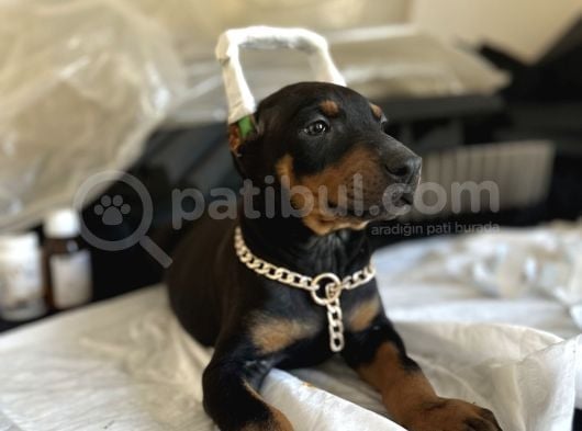 Çivi Gibi Doberman Yavrular görsel