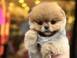 En Güzel Orange Pomeranian Boo Ayı Surat 