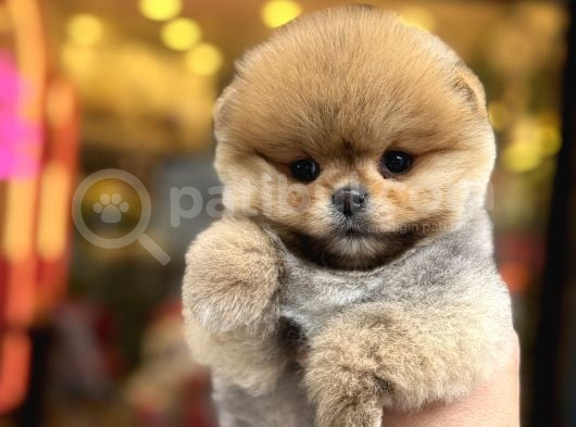 En Güzel Orange Pomeranian Boo Ayı Surat  görsel