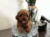 Red Orji̇nal Poodle Yavrular