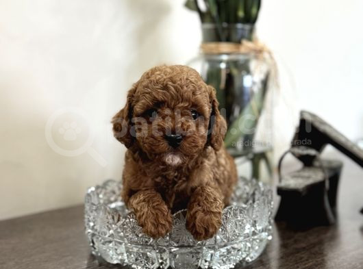 Red Orji̇nal Poodle Yavrular görsel