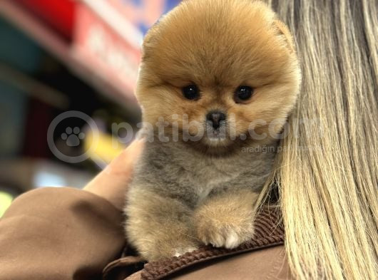 En Güzel Orange Pomeranian Boo Ayı Surat  görsel