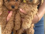 Safkan kıvır kıvır tüy yapısına sahil bebekler