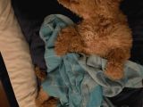 Güzeller Güzeli Toy Poodle Yavrum