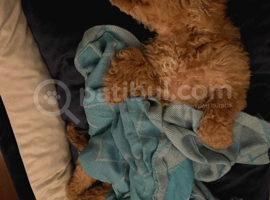 Güzeller Güzeli Toy Poodle Yavrum görsel