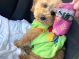 Güzeller Güzeli Toy Poodle Yavrum