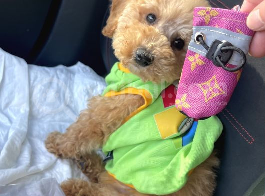 Güzeller Güzeli Toy Poodle Yavrum görsel