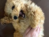 Güzeller Güzeli Toy Poodle Yavrum