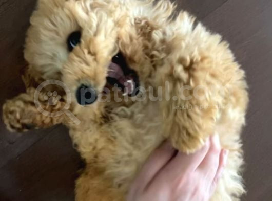 Güzeller Güzeli Toy Poodle Yavrum görsel