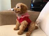 Güzeller Güzeli Toy Poodle Yavrum