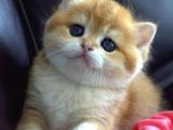 Kendi Safkan Kedilerimizin Yavruları British Shorthair Bebek