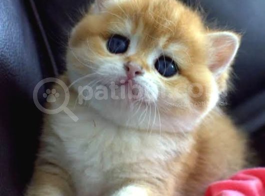 Kendi Safkan Kedilerimizin Yavruları British Shorthair Bebek görsel
