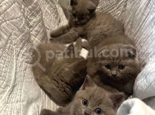 Lilac Safkan British Short Hair Yavurlar görsel