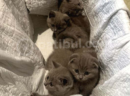 Lilac Safkan British Short Hair Yavurlar görsel