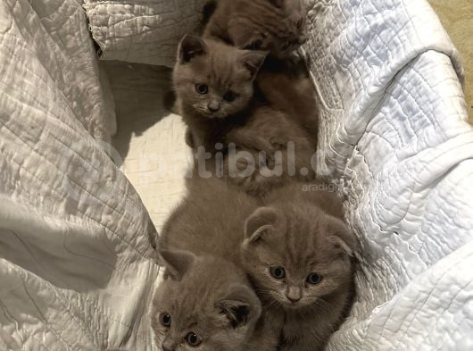 Lilac Safkan British Short Hair Yavurlar