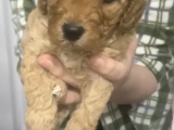 45 günlük safkan toy poodle yavru erkek