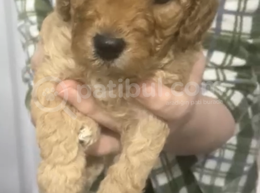 45 Günlük Safkan Toy Poodle Yavru Erkek