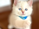 Kendi Safkan Kedilerimizin Yavruları British Shorthair Bebek